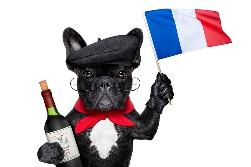 تصویری از یک سگ به همراه پرچم فرانسه برای عنوان انتقال حیوان خانگی به فرانسه انتخاب شده است.