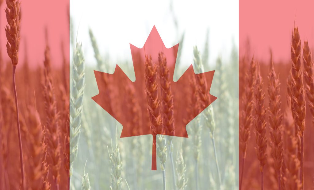 تصویری از زمین های گندم به همراه پرچم کانادا برای عنوان علوم کشاورزی و جنگل‌داری انتخاب شده است.